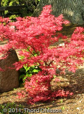 Acer palmatum 'Beni komachi'